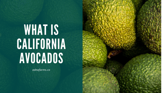 California Avocados: Regional Excellence in Sustainable Fruit Production