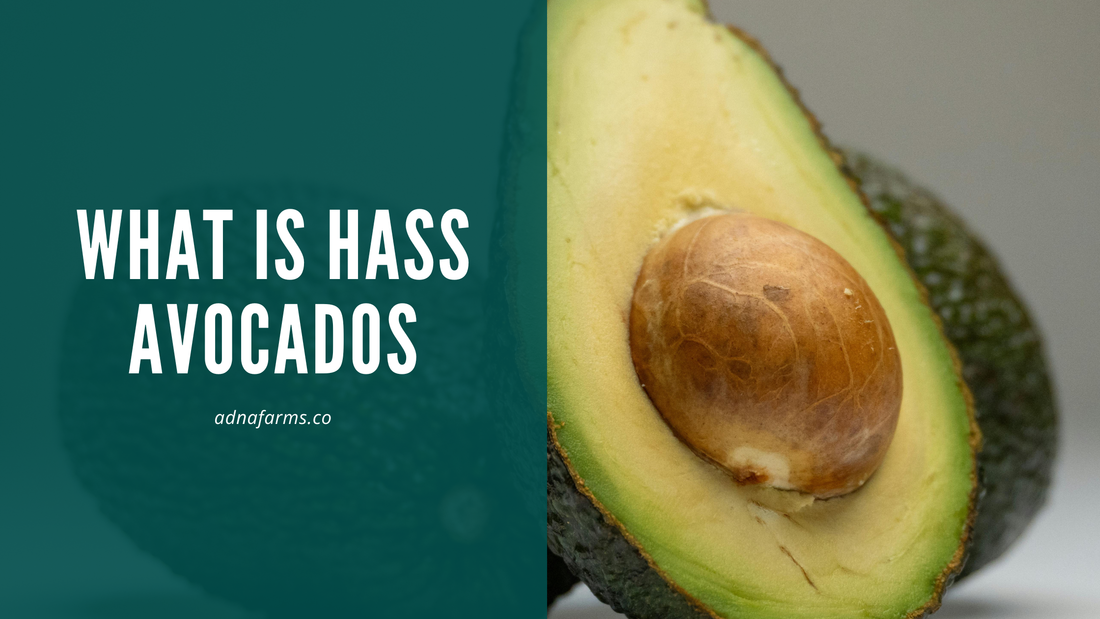What is Hass Avocados: Standard of Commercial Avocado Cultivation