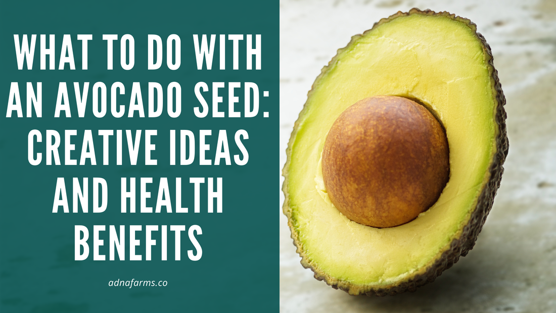 What to Do with an Avocado Seed: Creative Ideas and Health Benefits