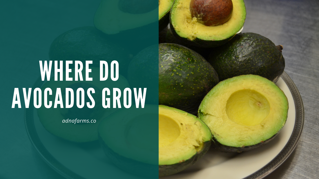 Where Do Avocados Grow: An Empirical Overview of Suitable Regions