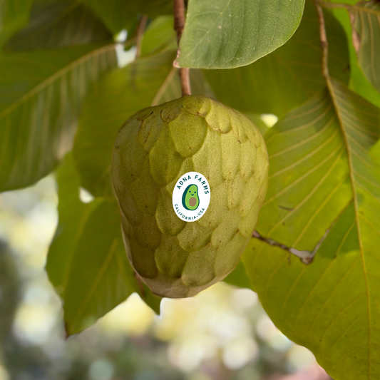 Cherimoya Box